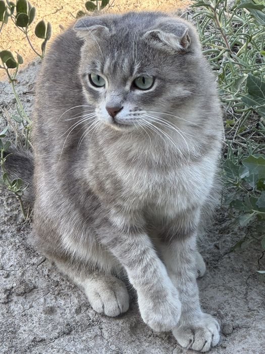 Кошку в добрые руки