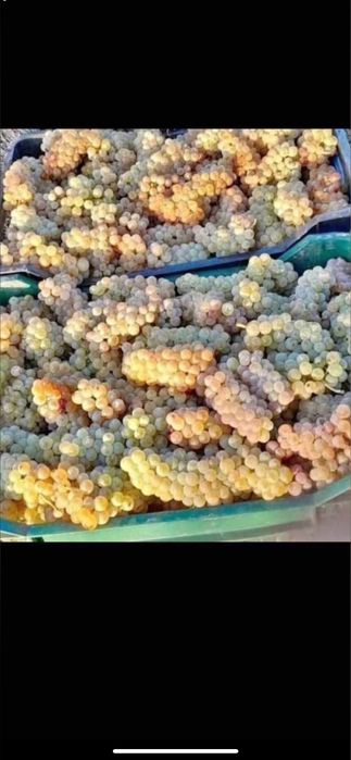 Vand struguri de vin producator de 12 hectare asiram transopt la domic