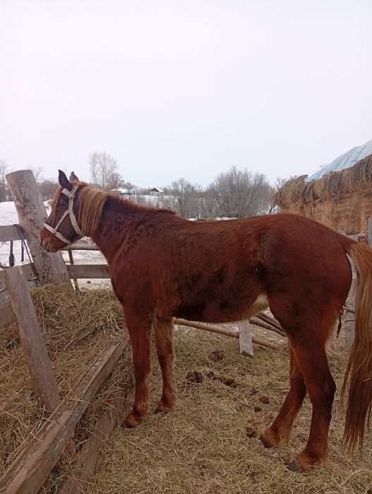 Кобыла 4 года один раз жеребилась.