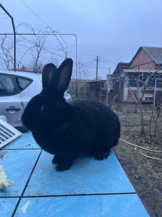 Mascul de reproductie rasa pura