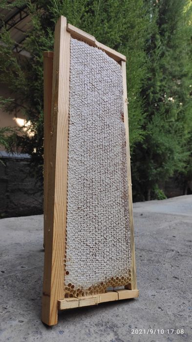 Сотовый мёд. Мёд в сотах. Асал.