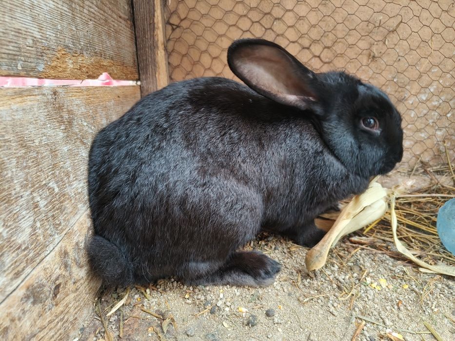 Iepuri negri mărișori, sănătoși – metiși talie mare | 150 lei – Botoșa