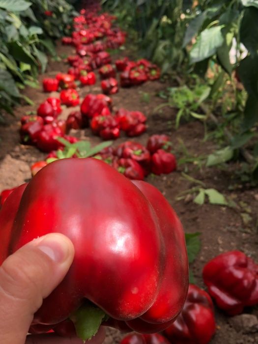 Rasaduri de ardei gras rosu Aktor F1