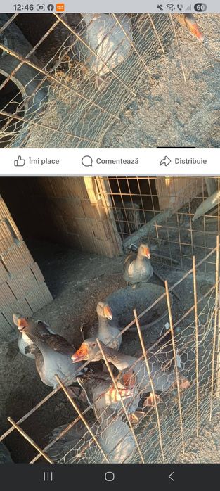 Vând gâște  tinere rog seriozitate