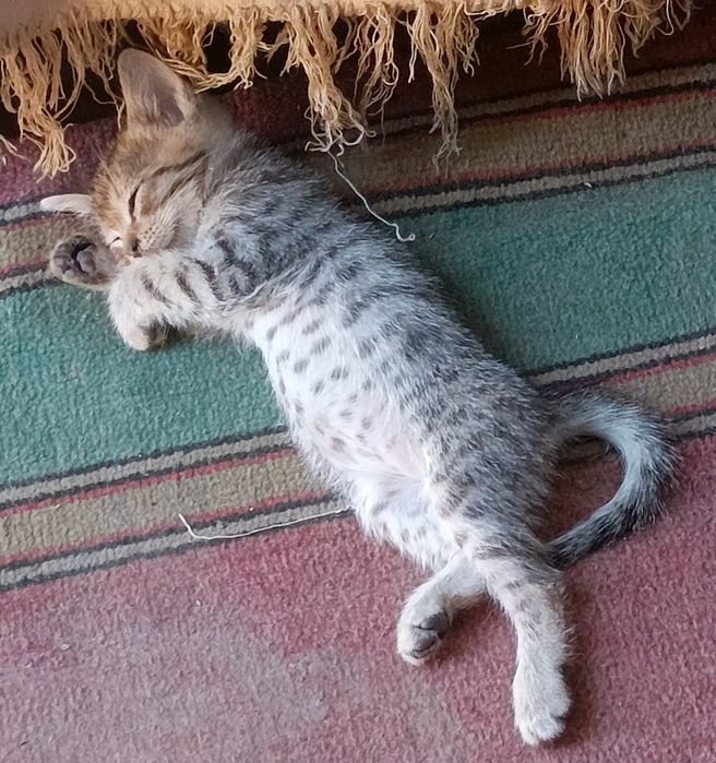 Отдам котят в хорошие руки.