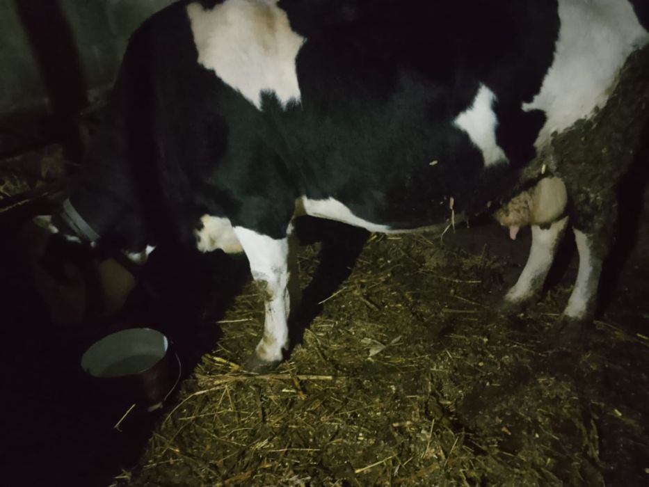 Vând vacă gestanta