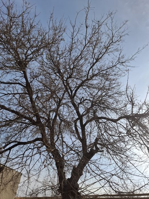 Tut daraxti sotiladi