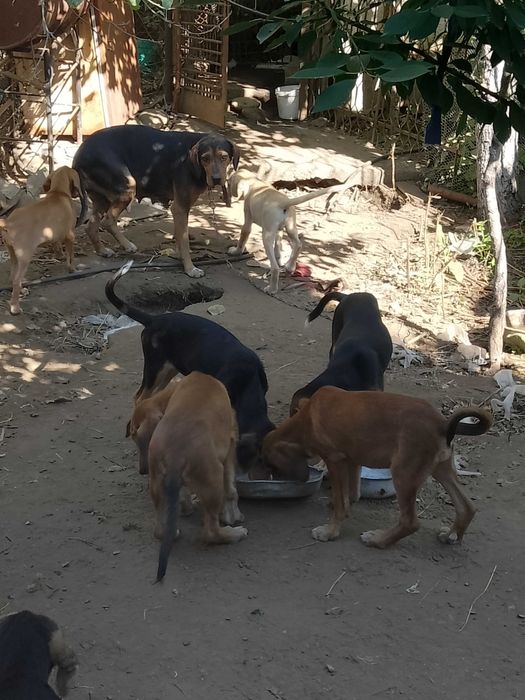 Подарявам малки кученца гончета