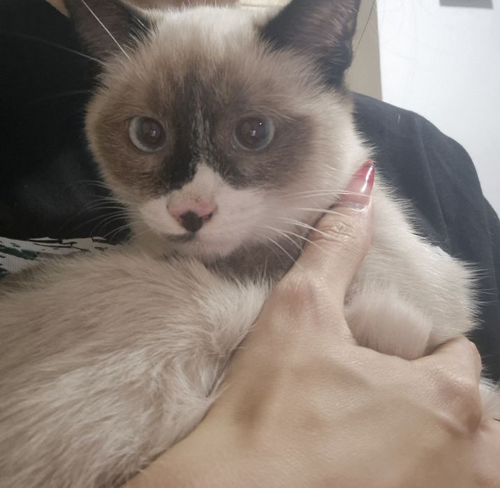 Adoptie pisici mascul si femela