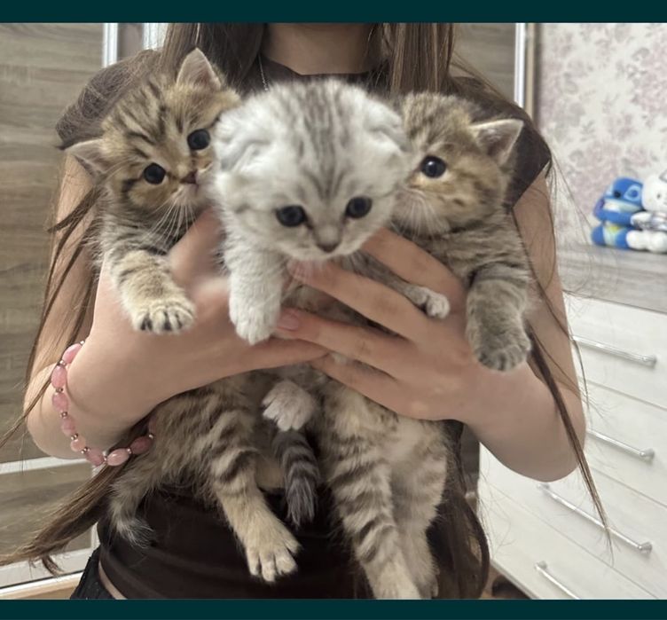 Британская Шиншилла