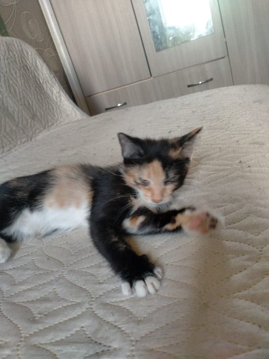 Отдам котят даром