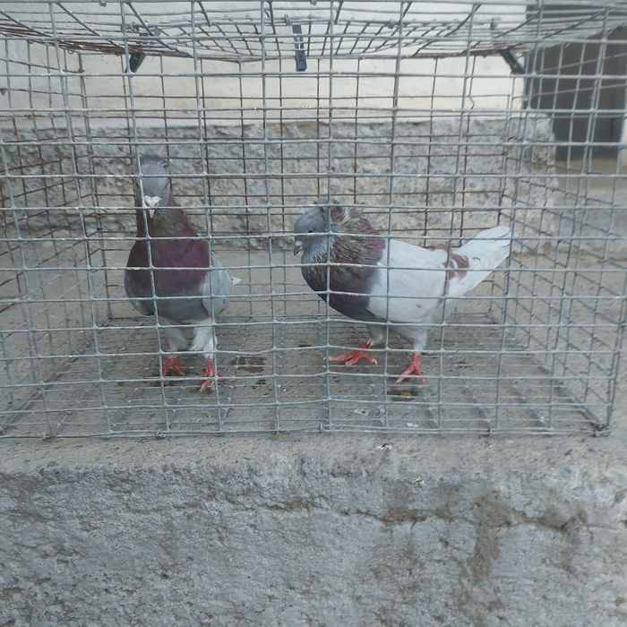 Краснамрамор чубати оба самец