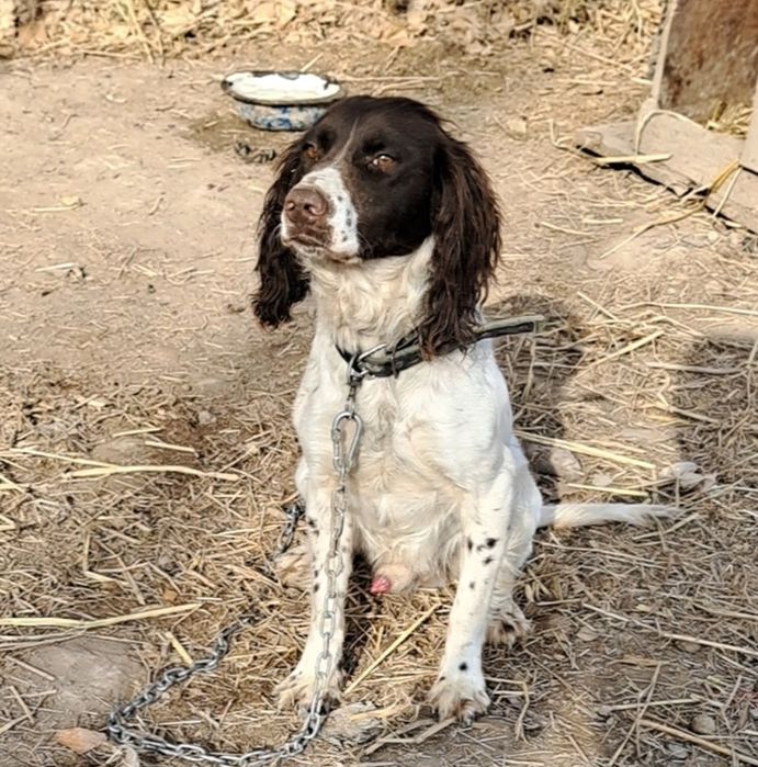 Русский охотничий спаниель эркак срошние сотилади