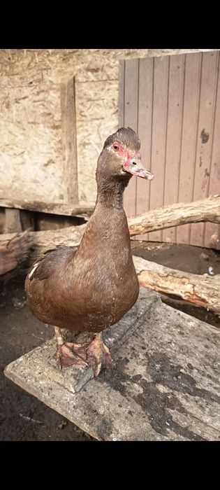 Oua de incubat Gaste Chinezesti.Rate pekin si lesesti.