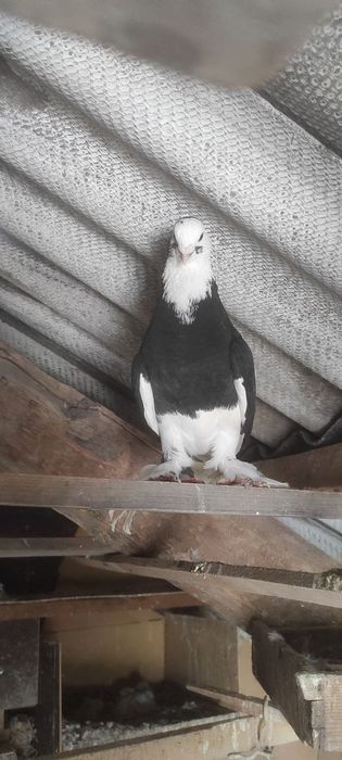 Продаются голуби