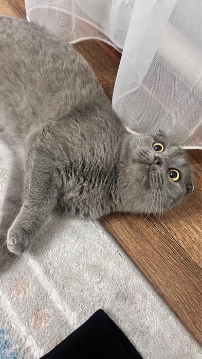 Кошка мысык еркек