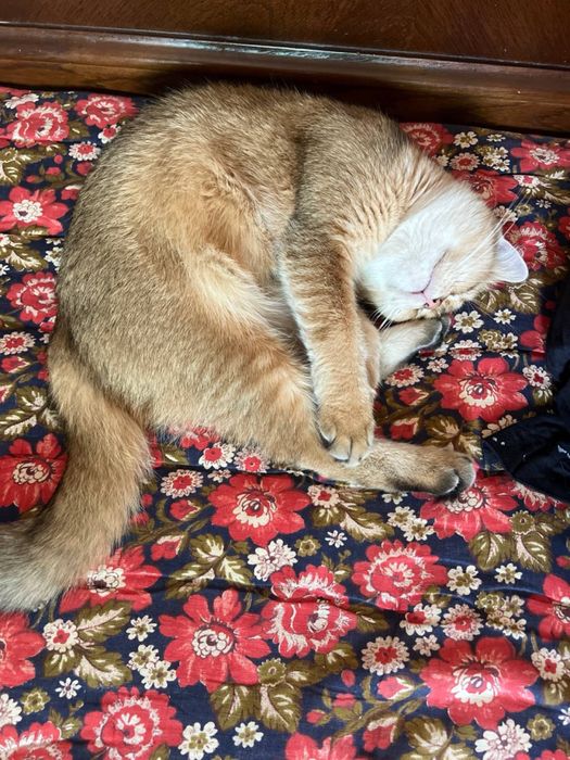 британская короткошёрстная кошка золотая шиншилла, кастрированный