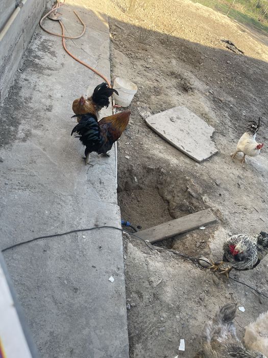 Продается куры домашний