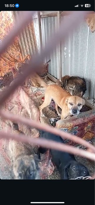 Собаки срочно  для хозяйства здоровые привитые