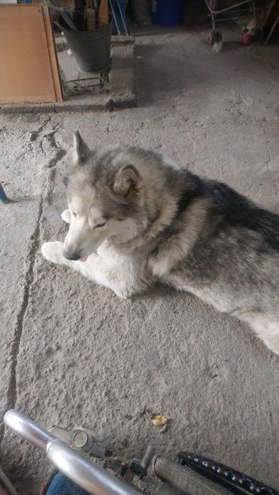 Аляскинский маламут