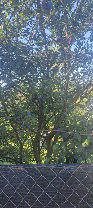 Prune culese calitate superioara