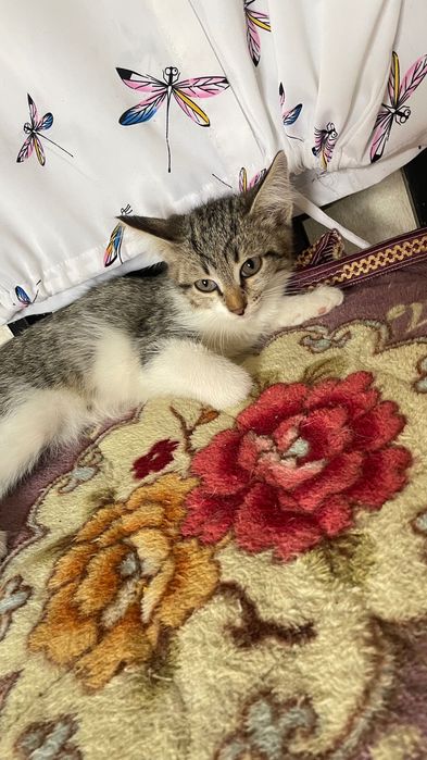 Отдам котят в добрые руки
