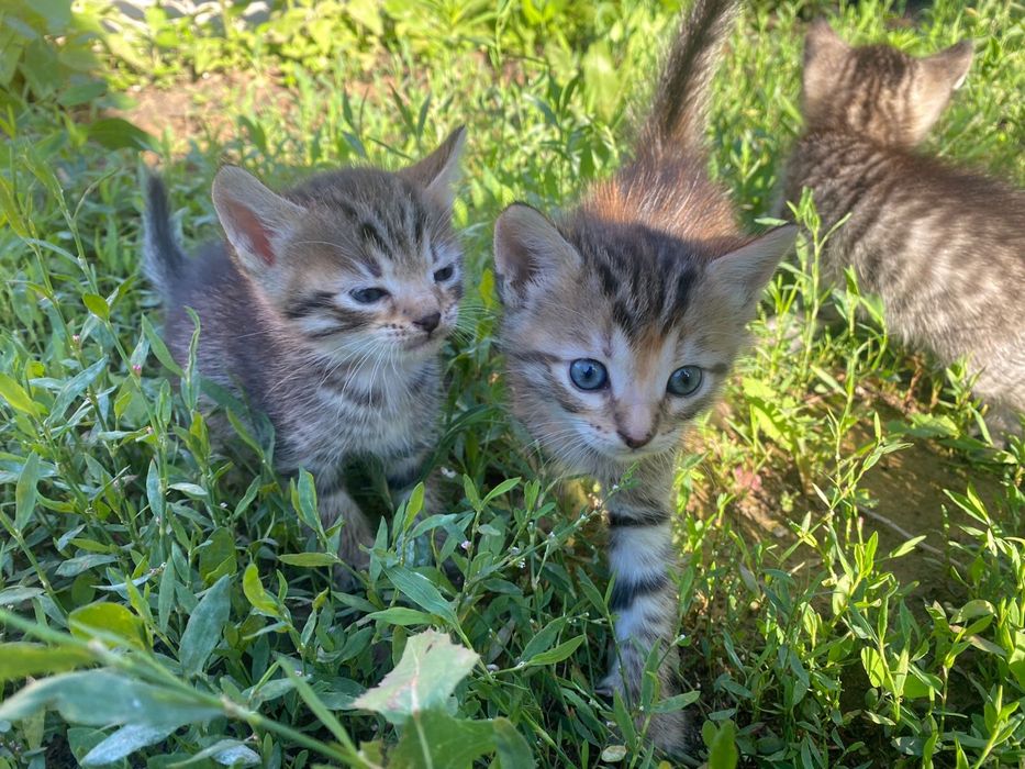 Отдам даром котят