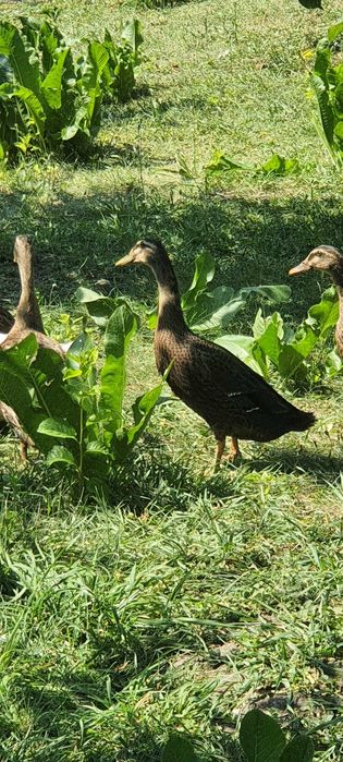 Rate indiene/alergatoare