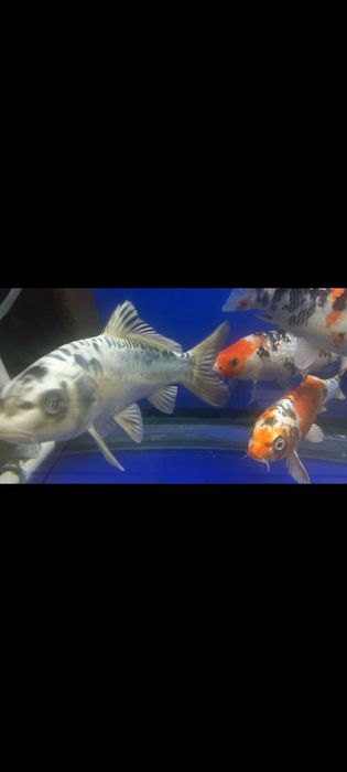 Коя карп ховуз ва аквариум баликлари