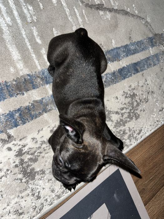 Продам Французский бульдог девочка