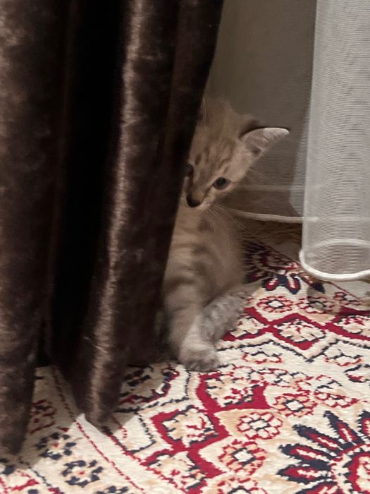 Продаю котенка(девочка)