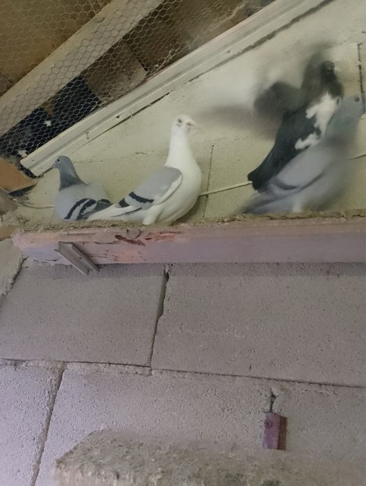 Гълъби, пауни, фазан