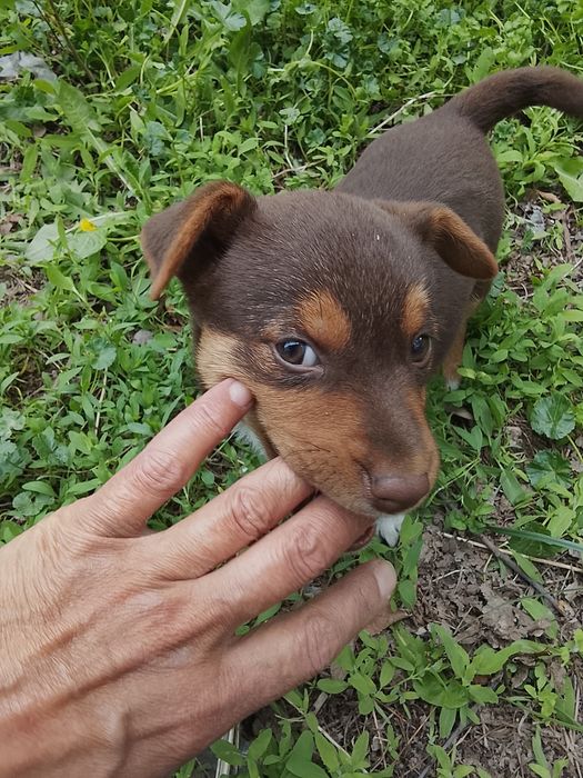 Отдам в добрые руки