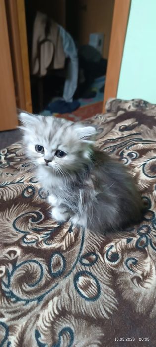 Котёнок британский длинношерстный