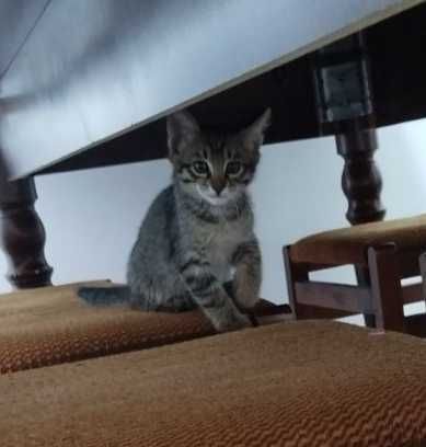 Котёнок, 2 месяца чистый, без вшей