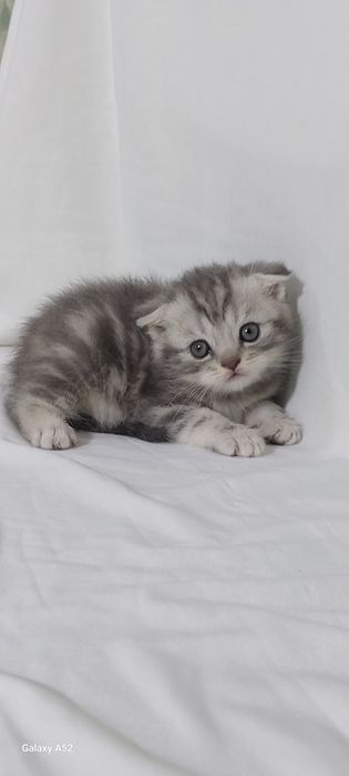 Продаются  котята  уже  кушают  самостоятельно  и ходят  в лоток  очен