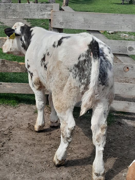 Vând vaca cu vițel belgian
