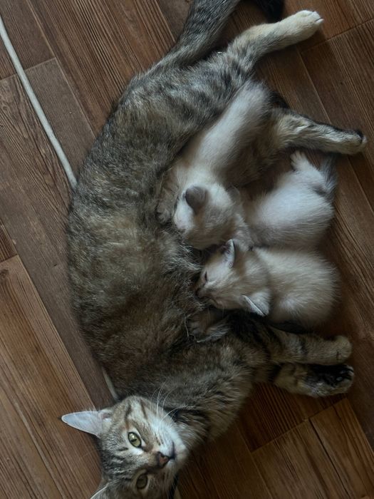 Котята отдам 500тг