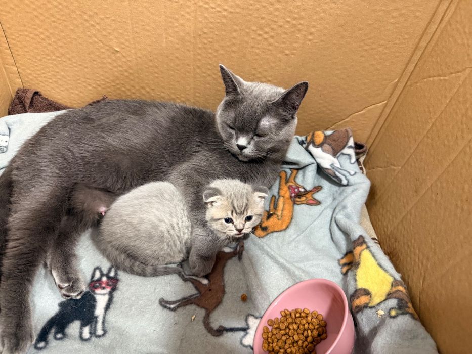 Шотландско клепоухо коте