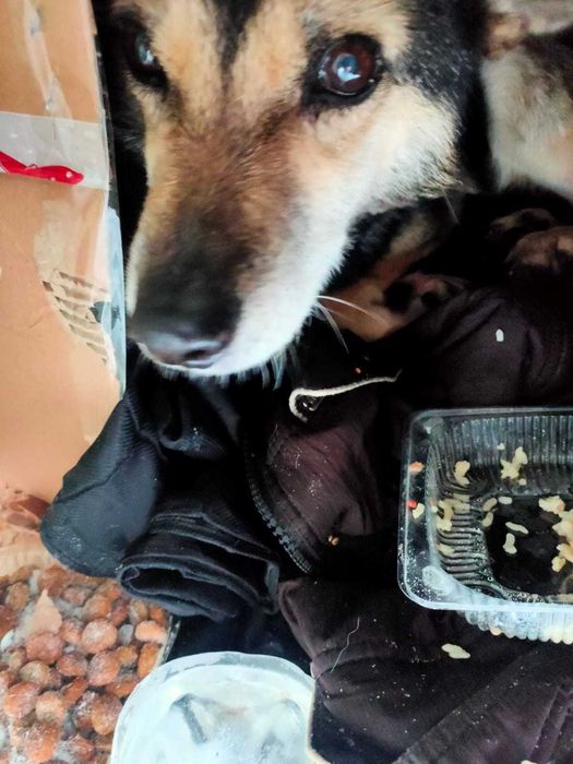 Ищем собачке дом