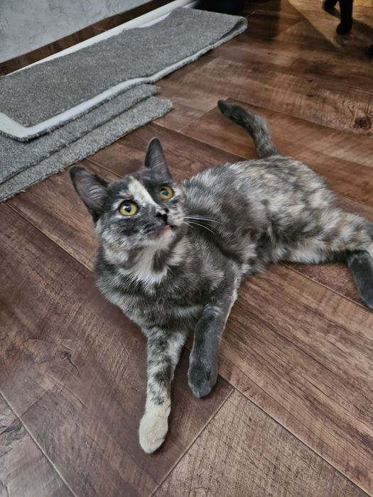 В заботливые руки кошечка