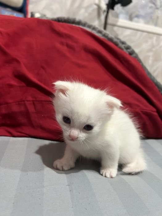 Продам котят белых