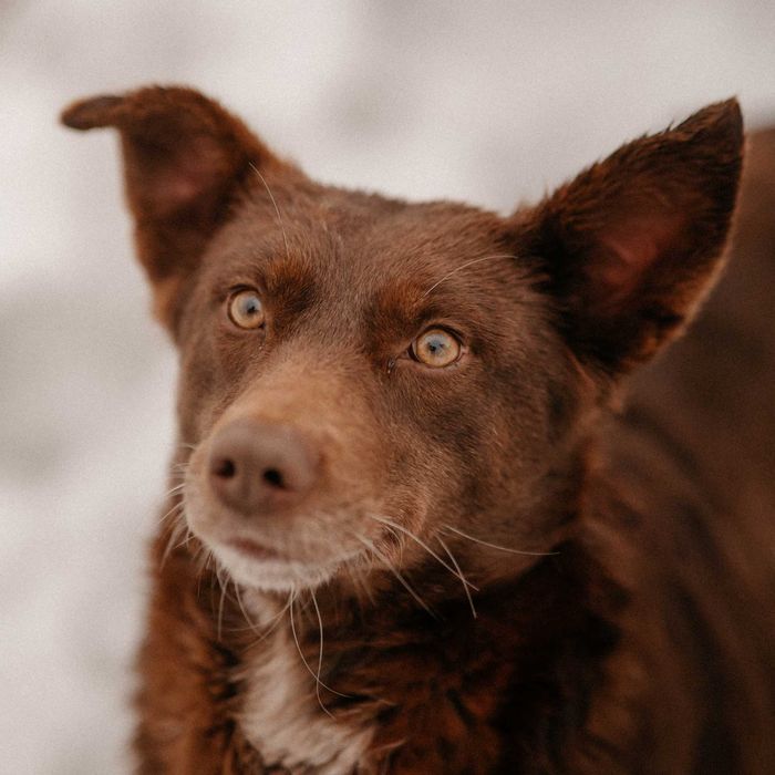 Собака Шоколадка в добрые руки