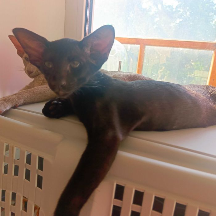Ориентальные котята
