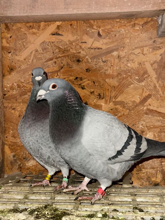 Vând porumbei,porumbei zburati,citiți descrierea