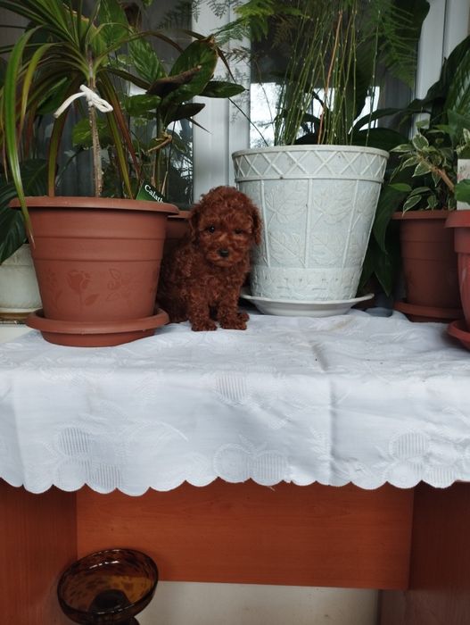 Той Пудел Toy Poodle.