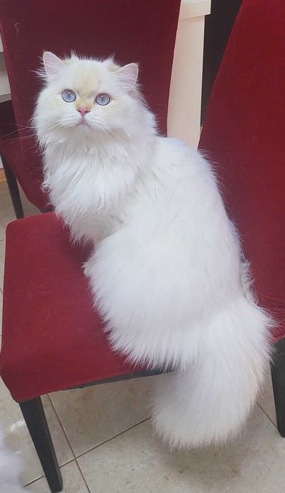 British Longhair baiat superb pedigree