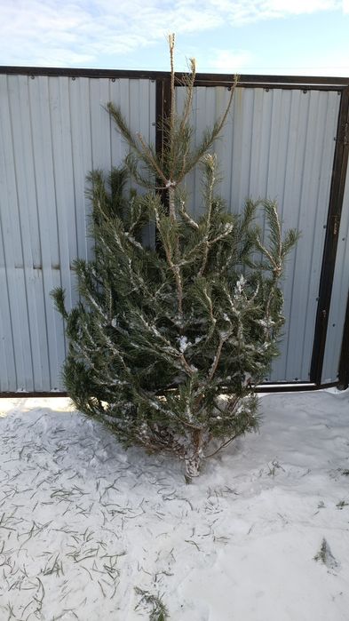 Ёлка новогодняя зелёная