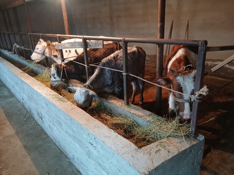 Таналар сатылады .