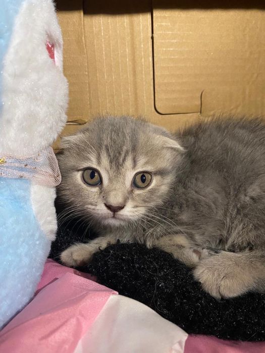Продам шотландских котят